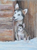 Animaux